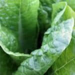 ירקות ממשפחת המצליבים תרופות טבעיות להבריא מסרטן