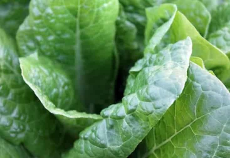 ירקות ממשפחת המצליבים תרופות טבעיות להבריא מסרטן